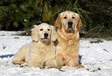 GOLDEN RETRIEVER 814